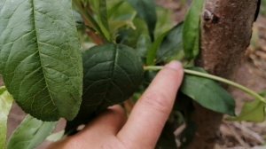 Как сформировать летние прививки деревьев?