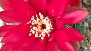 Кактус Гимнокалициум Бальда Gymnocalycium Baldianum