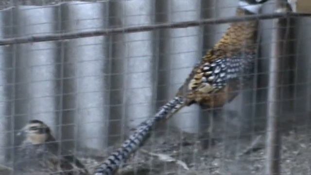 Домашні улюбленці смотреть онлайн