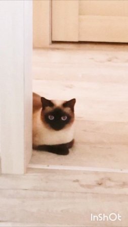 Ладушка устала ждать #ждун #смешныекоты #котики #прикольные котики #кошка_Ладушка