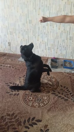 Зайка