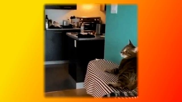 Кошки. Позитив. Создай себе хорошее настроение смотреть онлайн