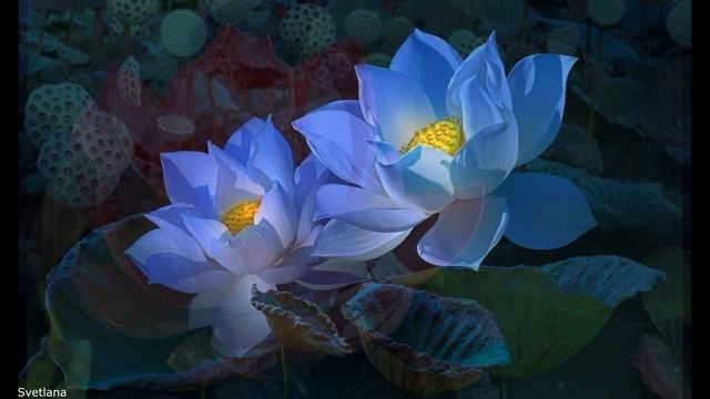 Муз. Массне и волшебный Лотос-J.Massenet-Meditation from"Thais" смотреть онлайн