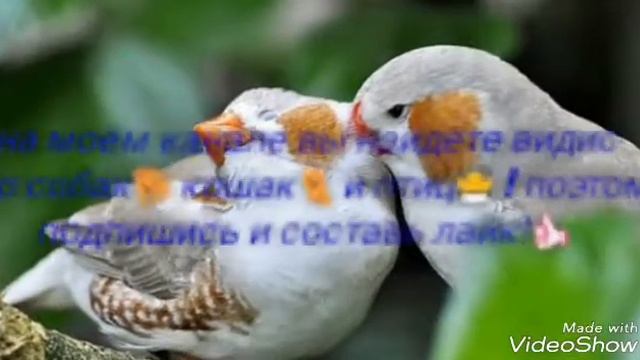 👍трейлер моего канала!👍 смотреть онлайн