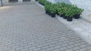 голоштанницам - бой!