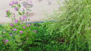 Сирень средь звёздочек прекрасна сверху