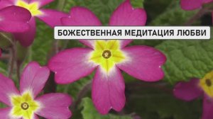 БОЖЕСТВЕННАЯ МЕДИТАЦИЯ ЛЮБВИ | Исцеление Сердца и Освобождение от Страданий