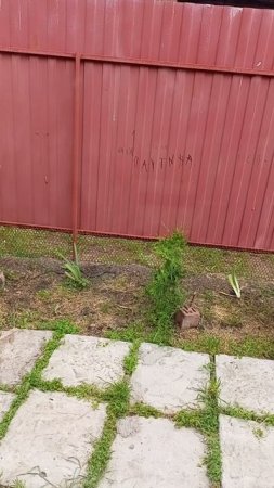 Опасное САДОВОДСТВО КУБАНЬ 29.05.25