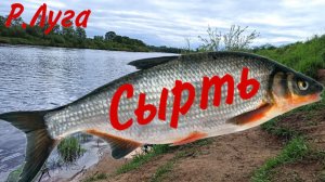 Сырть сошла сума, бешеный клев / Отличный клёв Вимбы / Рыбец ещё нерестится