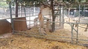 НЕВЕРОЯТНЫЕ ПРОЯВЛЕНИЯ ГЕНИАЛЬНОСТИ У ЖИВОТНЫХ, СНЯТЫХ НА КАМЕРУ