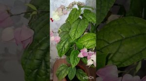 Клеродендрум Томсона.Обзор и правила ухода.