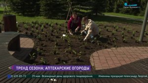 Аптекарские огороды возвращаются в Петербург