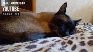 Усыпляющая музыка для кошек, котов, котят и собак Расс?