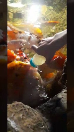 Как я кормлю рыб в океанариуме часть 2