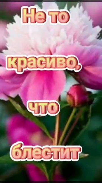 С Добрым Утром! Красивое Пожелание Доброго Утра!