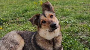 Джерри играет