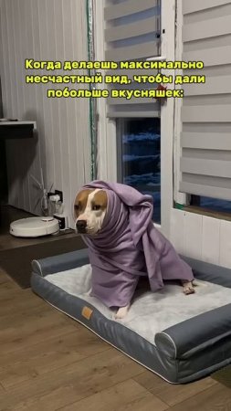Бедного стаффорда морят голодом  #юмор #суперсобака #pitbull #собака #americanbully #стаффорд