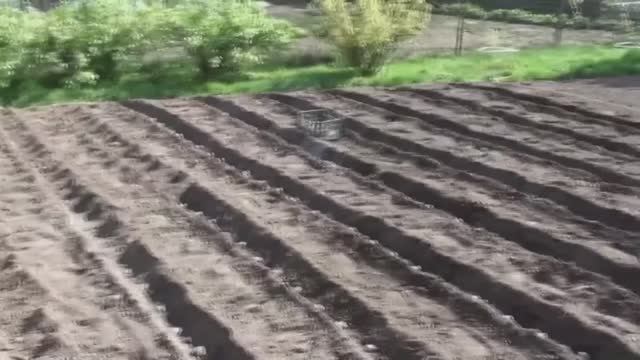 Удобный способ посадки картофеля!