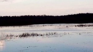 Лебеди прилетели.