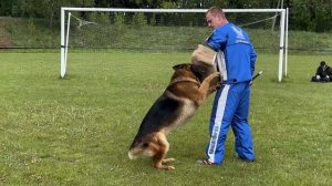 3 О/Отл. НИЛЕТТО из Белого Яра +++ №31 / Кубок Беларуси 17 мая`25 M.Jovovic Моно нем.овч.