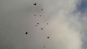 николаевские голуби п.Новоэкономическое
