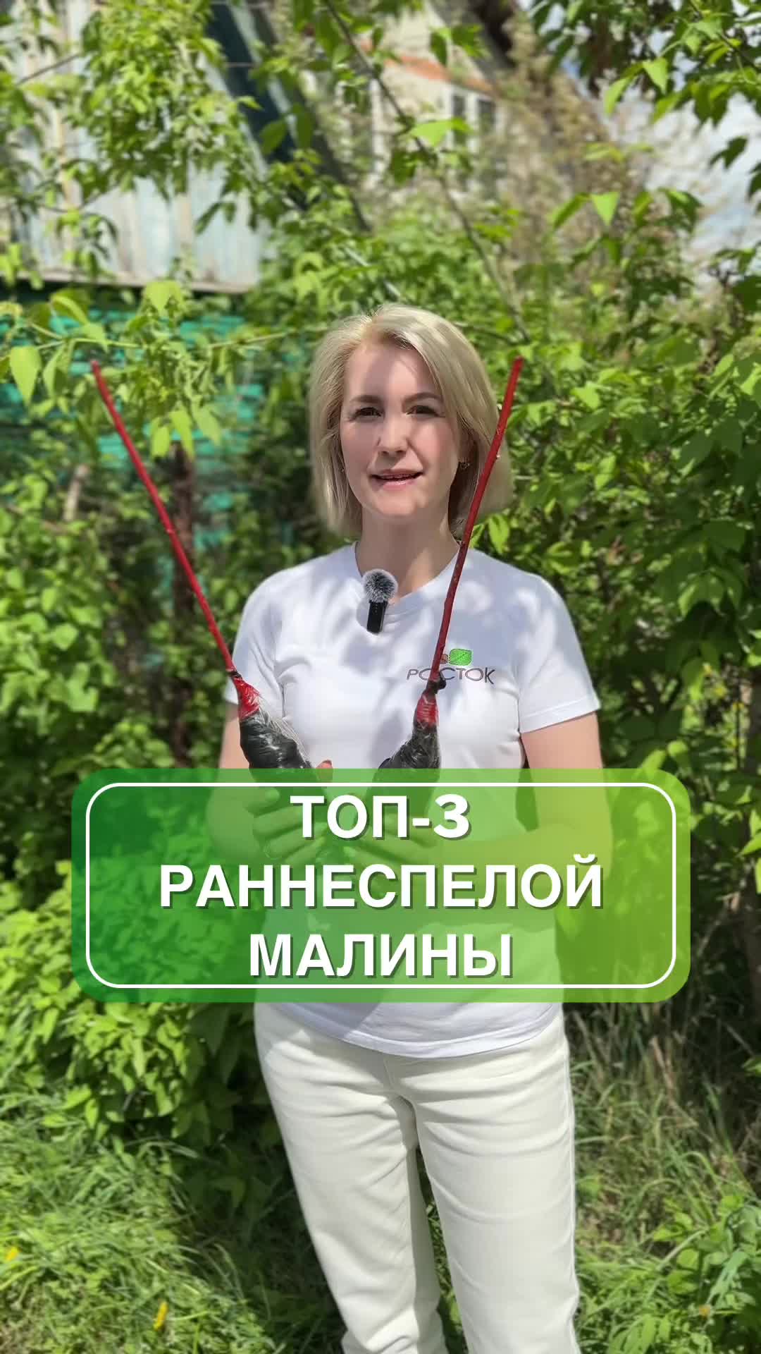🔥 ТОП-3 раннеспелых сорта малины — собери урожай уже в июле! 🔥