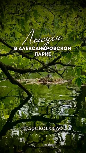 Лысухи в Александровском парке