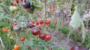 Томат Голубая Лагуна