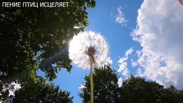 ПЕНИЕ ЛЕСНЫХ ПТИЦ ПОДНИМАЕТ НАСТРОЕНИЕ,ПРОХОДЯТ ПЛОХ? смотреть онлайн