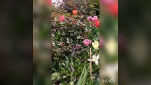 21.05.25.Славяночка.