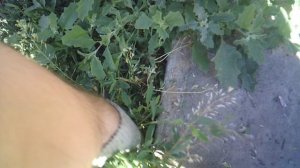 Удаление сорняка из расселины