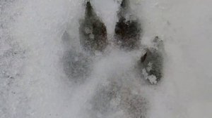 То, что сделал СТАРЫЙ ВОЛК, девушка будет помнить всю жизнь