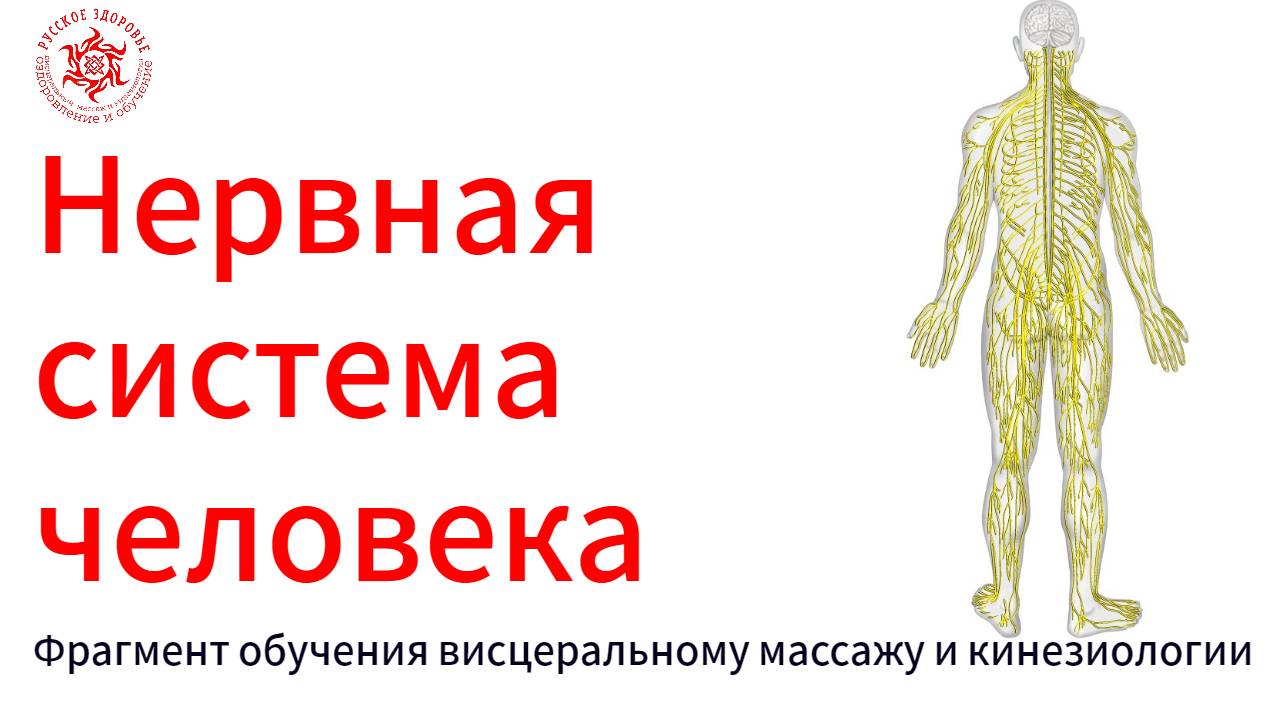 Нервная система человека. Фрагмент обучения висцеральному массажу и кинезиологии.