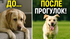 Почему вашей собаке нужны ежедневные прогулки ?