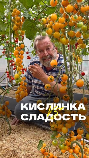 🍅 Черри, которые влюбляют с первого укуса