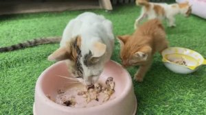 Драматическое спасение: с умирающей мамой-кошкой и тремя ее очаровательными котятами происходит чудо