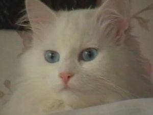 Приколы ржаки с кошками.Съемки девяностых годов
