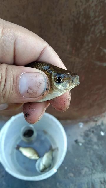 «Саутгемптон» — «Манчестер Юнайтед»: смотреть онлайн смотреть онлайн