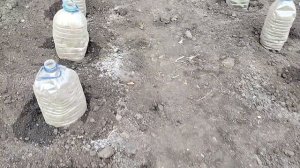 Сажаю огурцы в грунт из стаканчиков