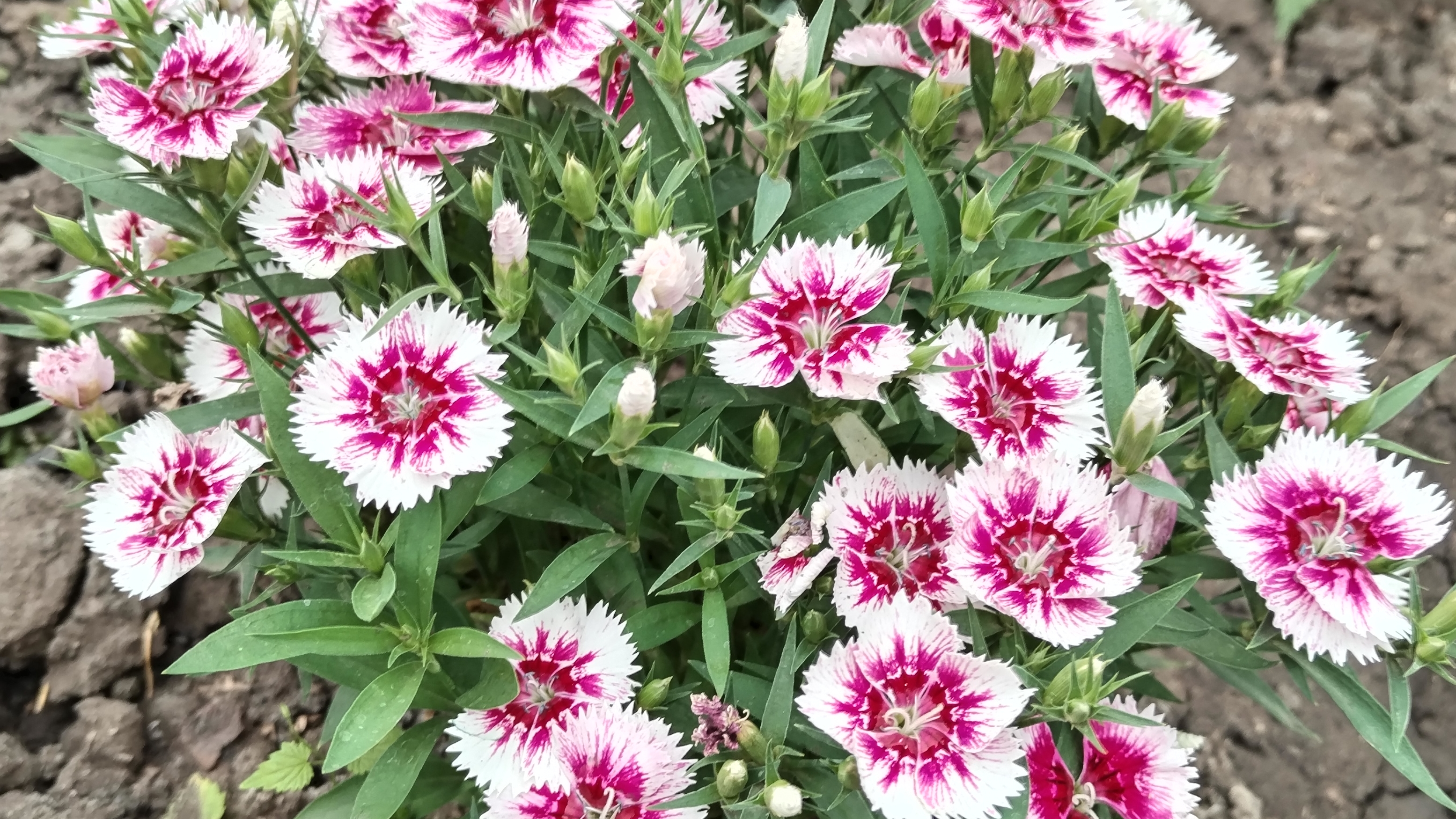 Зацвела Королева 🥰 Настроения нет