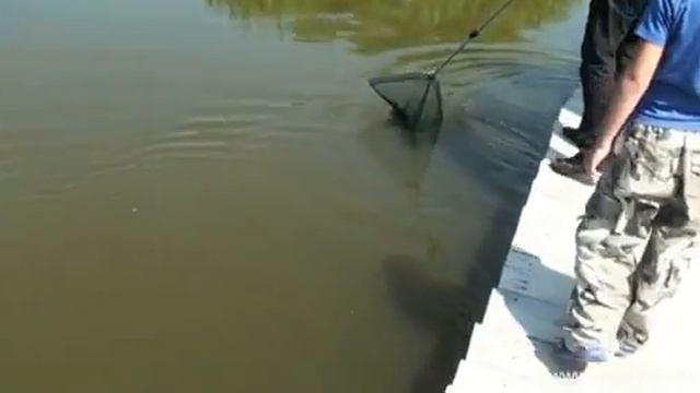 Козинцы, Щука атаковала щуку смотреть онлайн