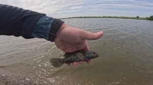 Черная Рыба. Ловля Карася Весной. Мормышинг. Сильный ветер.