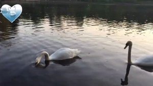 Грядущий Царь. Лебедь белая🦢