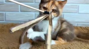 VID-20250529-WA0000.mp4