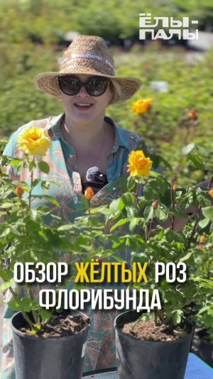 Обзор жёлтых роз флорибунда в питомнике ЁЛЫ-ПАЛЫ