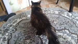 Кот Марс. Мурлыки, ласки, пиршество.