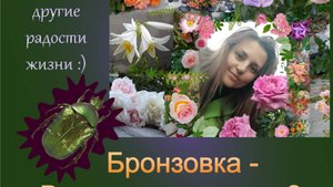 Жук Бронзовка в саду - вред или польза? Бронзовка на розах. Что едят бронзовки?