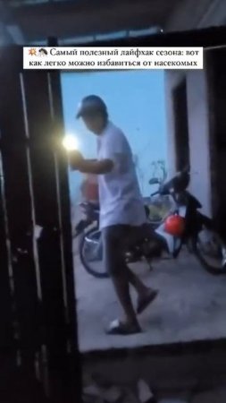 Как избавиться от насекомых