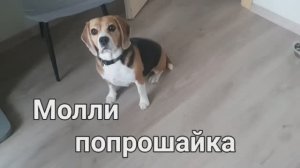 Молли постоянно выпрашивает вкусняшки