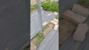 Состояние винограда на 29.05.2025г. Подкормка по листу.